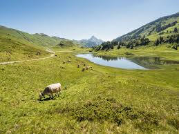 It's a small region in vorarlberg, the alpine corner of western austria. Austria S Kasestrasse The Hike That S A Cheese Lover S Dream Rough Guides