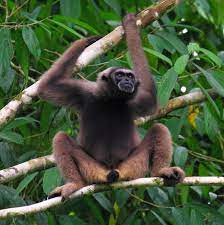 Other articles where müller's gibbon is discussed: Muller S Gibbon Wildark
