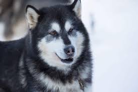 Check spelling or type a new query. Husky Malamute Mix Is The Alusky A Good Family Pet K9 Web