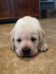 Browse thru our id verified puppy for sale listings to find your perfect puppy in your area. Labrador Retriever Puppy For Sale In Strasburg Pa Adn 63188 On Puppyfinder Com Gender Male Age 4 Weeks Labrador Retriever Labrador Retriever Dog Labrador