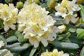 It flowers well in dense shade. Shrubs For Shade Focus On Flowers Indiana Public Media