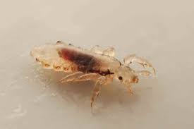 Image result for what do lice look like in dog fur