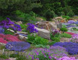 We did not find results for: Alpine Perennials The Perfect Rock Garden Companion Powerful Perennials
