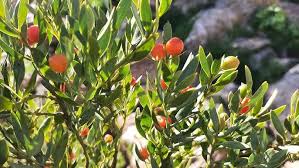 Image result for Osyris