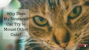 Do You Have A Neutered Cat Who Still Tries To Mount Other Cats Here Are Some Possible Reasons For The Behavior Cats Cat In Heat Cat Neutering