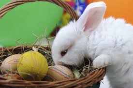 Bildresultat för pascua