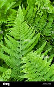 Image result for Microlepia speluncae