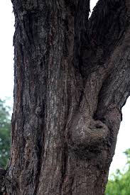 Image result for Acacia robusta