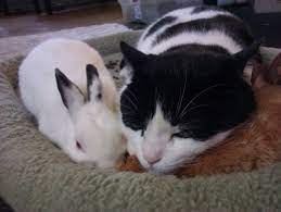 When a Cat Loves a Bunny | Kittens cutest, Cute animals, Cats