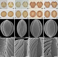 Image result for Englerodendron mengei