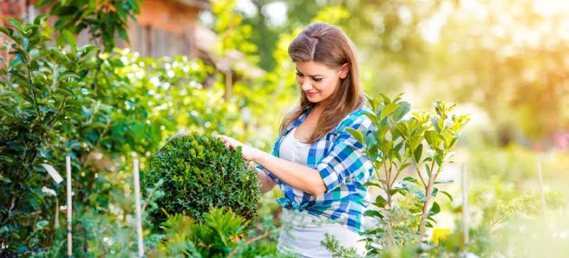How to Water Your Garden Efficiently and Save Water at the Same Time