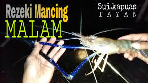 Mancing Udang Malam Woww Baru Di Labuh Langsung Strike Udang Galah Youtube