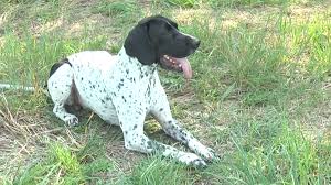 Image result for auvergneský ohař