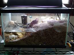 Fill the tank with water. Fiddler Crab Care 6 Steps Instructables