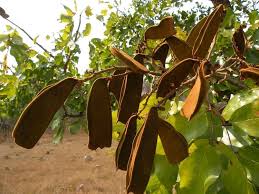 Image result for Brachystegia torrei