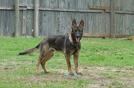 Sorteaza ciobanesc german linie de lucru dupa: Ciobanesc German Linie Lucru Kangal