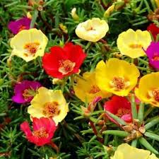 Download bunga ros mp3 download gratis mudah dan cepat di lagump3. Biji Benih Portulaca Ros Jepun Japan Rose Seeds Bunga Pukul 10 Moss Ros Shopee Malaysia