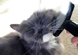 How often should i groom my cat? How To Groom A Cat Battersea Dogs Cats Home