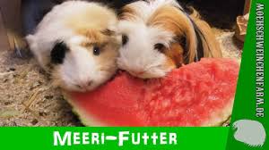 Meerschweinchen Und Melone Moehschweinchenfarm De Meerschweinchen Farmer