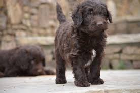 All our beautiful puppies are come from our professional private breeders. Gorgeous Newfypoo Puppies Up For Adoption Newfiedoodle Newfypoo Newfy Poodle Puppy Puppies Newfypoopuppies F1b Puppies Puppies For Sale Cute Puppies