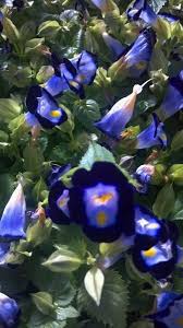 Image result for Linderniaceae