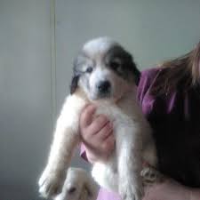 Join millions of people using oodle to find puppies for adoption, dog and puppy listings, and other pets adoption. Great Pyrenees Anatolian Shepherd Mix Petfinder