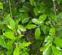 Image result for Prunus