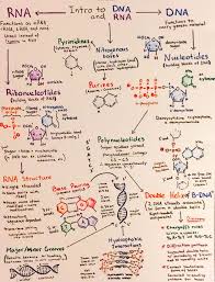 Introductory Biochemistry Flowcharts Teaching Biology Biology Lessons Medical School Studying