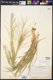 Image result for Leptochloa panicea