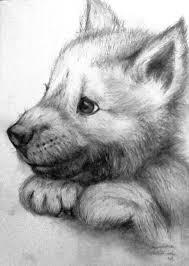 Black And Grey Wolf Drawing Pin By Beth Nava On Drawings Baby Animal Drawings Pencil Drawings Of Animals Animal Sketches