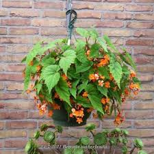 Image result for Begonia sutherlandii