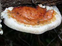 Image result for Ganoderma curtisii