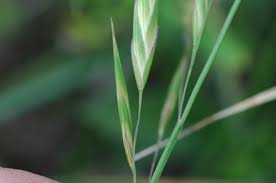 Image result for Bromus catharticus