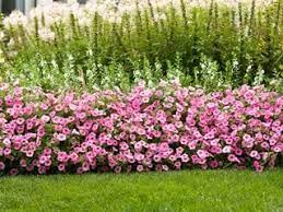 Check spelling or type a new query. Petunias A Guide To Planting Growing Petunia Flowers Garden Design