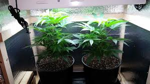 Cactus cannabis strain is an 80/20 indica dominant marijuana hybrid. What Is Good Soil For Growing Cannabis Grow Weed Easy