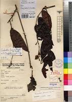 Image result for Combretum fuscum