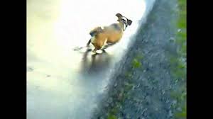 Besten bilder, videos und sprüche und es kommen täglich neue lustige facebook bilderwitze auf debeste.de. Lustiges Hunde Video Jack Russell Terrier Mani Auf Glatteis Jetzt Ansehen Youtube