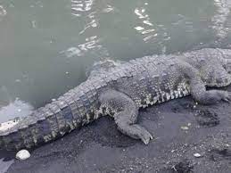 Cocodrilo de unos 3 metros sale de laguna del carpintero y cruza avenida en tampico, lo que obliga a conductores a frenar para darle paso.sé parte del club d. Alertan En Tampico Por Riesgo De Cocodrilos En Las Tuberias El Heraldo De Mexico