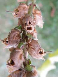 Antirrhinum Majus Skull Seed Pod Strange Flowers Moon Garden Seed Pods