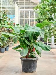 Image result for Musa Cavendish