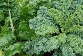 Start seeds indoors 6 to 8 weeks before last frost, and set the seedlings outdoors for two weeks before planting to harden off, or sow seeds directly into rich soil, ¼ inch deep, 10 inches apart. Frost Hardy Foliage That Loves A Cold Climate Garden