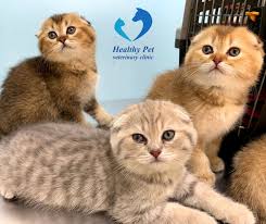 16 reviews of healthy pet veterinary clinic i'll admit i was pretty skeptical of this place due to it's location and overall outside appearance but boy was i wrong. Healthy Pet Veterinary Clinic Amman Home Facebook