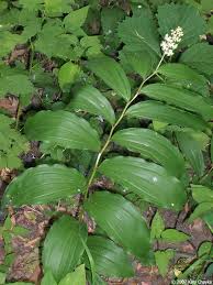 Image result for Exochaenium pumilum