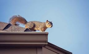 Out and about, and so vulnerable. Squirrels Driving You Nuts How To Get Rid Of Them