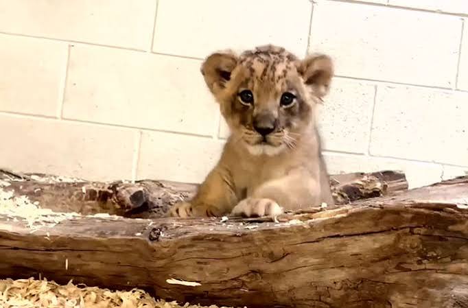 Dad Lion Crouches Down To Meet His Baby Cub For The First Time In This  Adorable Video | Bored Panda