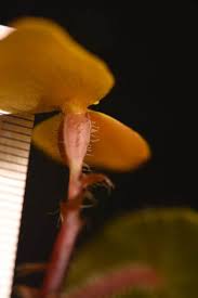 Image result for Begonia pulcherrima