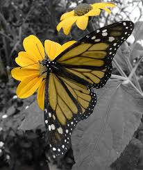 Beautiful Black And Yellow Flowers Monarch Butterfly Yellow Butterfly Beautiful Butterflies Color Splash