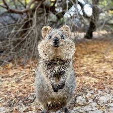 Whoops Cute Australian Animals Happy Animals Cuddly Animals