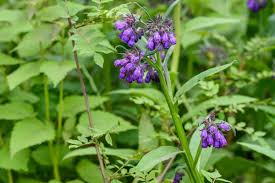 Image result for Chlorophytum bulbinifolium