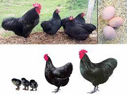 Petani menjual kelebihan ayam jantan tersebut sebagai unggas penghasil daging. Ayam Petelur Paling Produktif Di Dunia Cakrawala